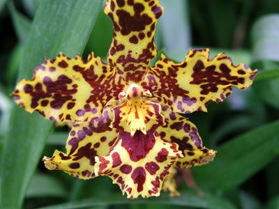orchidea5.jpg